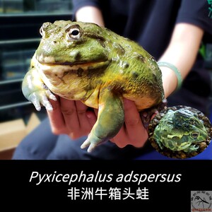 非洲牛蛙巨型