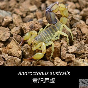 黄肥尾蝎 androctonus australis宠物沙漠蝎突尼斯aat经典包邮