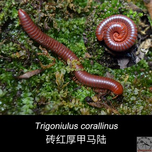 砖红厚甲马陆 新潮桌面宠物千足虫上手爬宠活物摄影收藏精品包邮