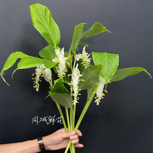 同城精品鲜花速递国产小众花材姜舞花跳舞花花期长5支多色选择