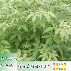 新鲜现采山里黄荆树布荆树叶苗根中药材灰粽料牡荆蚊枝叶山埔姜叶