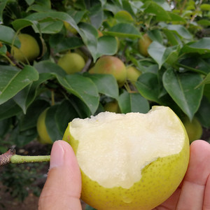 云南丽江特产水果