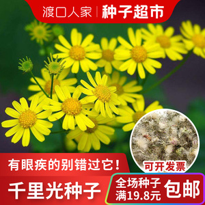 小孩洗澡千里光种子中药材泡脚足浴九里明黄花母一扫光千里光小苗