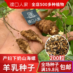 山海螺种子50粒药材江西四叶参根下奶参产妇奶参喜湿爬藤羊乳种子