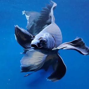 蝴蝶鲤龙凤黑色