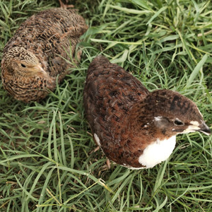 非洲黑大肉鹌鹑受精种蛋可孵化莎维麦脱受精蛋白莎维法巨孵化种蛋