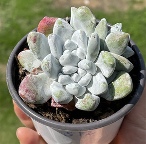 苹果叶仙女杯朵朵缀朵朵多肉植物景天 优惠福利