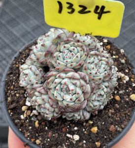 白姬莲老桩群生盆口10cm