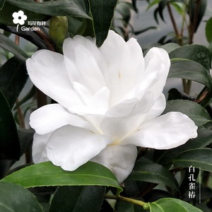 白孔雀椿日本观叶山茶花盆栽小苗阳台绿植物园林庭院阳台趣味典雅