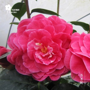 苏圣妮云南杂山茶花盆栽大小苗拉力皮特艳红巨型阳台窗户趣味庭院