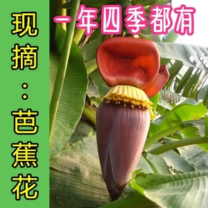 广西南宁新鲜芭蕉花 新鲜香蕉花 芭蕉花蕾 绿色蔬菜野生野菜包邮