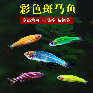 观赏鱼活体热带鱼好养耐活红斑马蓝斑马宠物鱼淡水青苹果紫斑马鱼