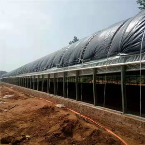 养鸡大棚养鸡场