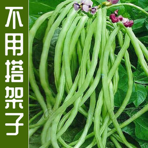 无架长豆角种子苗高产豇豆四季豆蔬菜种籽菜种大全孑子豆种籽种秧