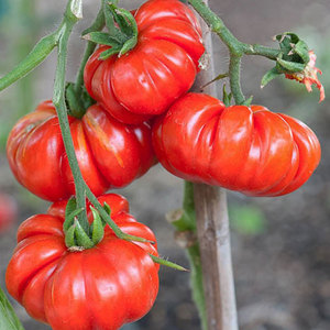 马蹄大番茄种子传家宝大西红柿种籽老品种蔬菜孑苗冰淇淋是什么