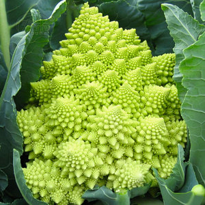 宝塔菜宝塔花椰菜种子种籽特色花菜菜花秋季菜籽蔬菜孑菜种籽种