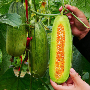 羊角蜜瓜酥甜瓜种子种籽苗蔬菜秧孑脆带土苗四季秧苗香瓜正品瓜苗