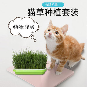 猫草种籽种子孑盆栽猫薄荷草种水培盒土培套装小麦草去毛球大麦土