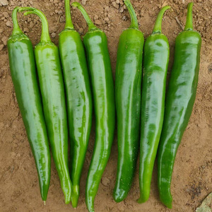 圣远辣椒种子苗四季南方高产新品种蔬菜种籽孑香辣秧苗籽种