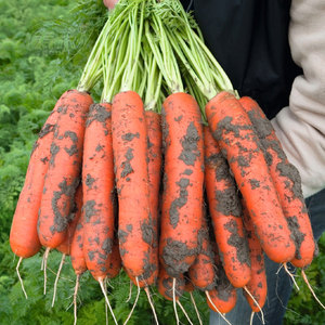 红芯高产红胡萝卜种子籽种胡罗卜菜种蔬菜水果萝卜种籽孑子罗卜