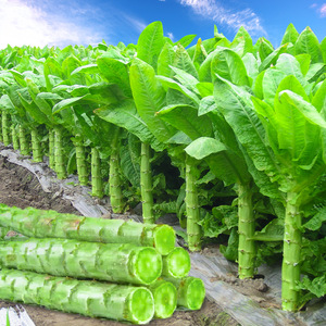 四川高科三号莴笋种子 莴苣种籽冬季耐寒耐热青笋蔬菜菜孑子菜种
