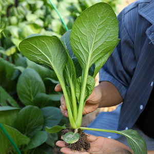 长梗小松菜白菜种子夏秋四季播种蔬菜种孑籽阳台盆栽早熟耐热青菜