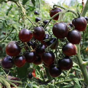 黑钻紫黑色樱桃小番茄种子种籽孑苗秧圣女果西黑柿果苗秧苗西红柿