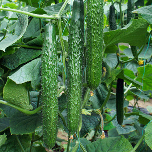 中农16口感型绿心黄瓜种子种籽大全 密刺秋高产绿肉蔬菜孑子