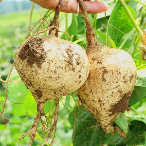 牧马山凉薯种子种籽孑水果地瓜特大白瓤香甜早熟苗秧种植沙葛土瓜