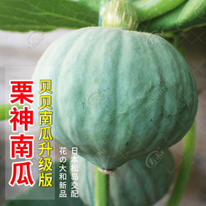 日本板栗味小南瓜种子苗高产香甜贝贝秧苗种籽秧蔬菜孑种植春季