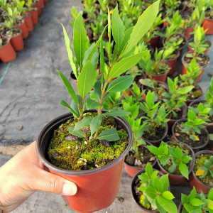 香叶树苗盆栽可食用调料树地中海月桂树阳台庭院花卉绿植四季常绿