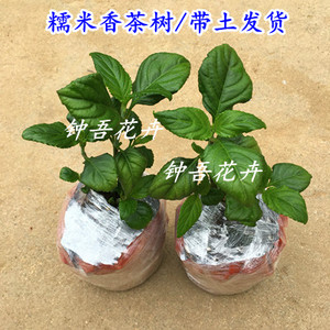 糯米香茶树盆栽糯米香苗食用调料香草植物庭院阳台花卉绿植美观
