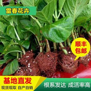 1000棵起订云南昆明八鲜花绣球花苗 绣球种苗 四季开花绿化工程苗