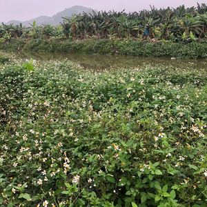鬼针草野生四方枝草