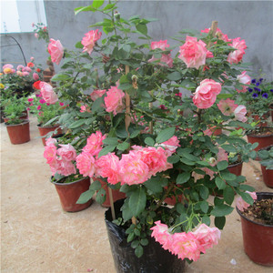 海鸥小院 灌木樱霞 日本月季 勤花抗病植株强健 花量非常大包对版
