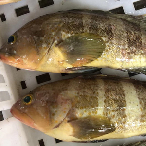 野生海钓活冻石斑鱼 土斑鱼 石斑鱼宝宝孕妇辅食补钙深海鱼 500克