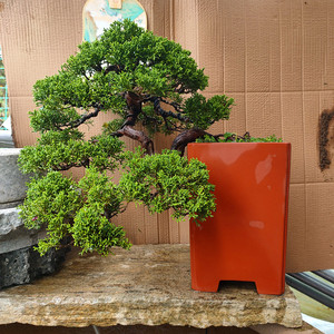 实拍日本微型宫阪系鱼川 .济州柏系鱼川黄金真柏小苗盆景素材绿植