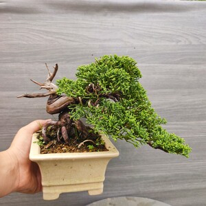 精品日本微型系鱼川真柏 济州真柏柏系鱼川真柏小苗盆景素材绿植