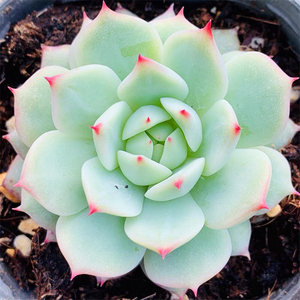 【办公室花卉可爱】办公室花卉可爱品牌,价格 - 阿里巴巴