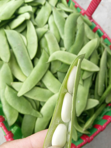 新鲜蔬菜白玉豆非冷冻江西上饶特产农家自种带壳扁豆玉山白芸豆荚