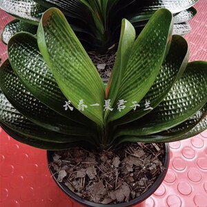 新款精品君子兰 玉麒麟 钢板宽叶圆头和尚麻脸珍珠王阳台植物盆栽