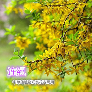 连翘种子中草药植物黄花杆春季开花家庭盆栽盆景花卉北方四季