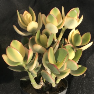 落日艳三色花月老桩多肉植物花卉盆栽稀有品种盆景组合室内绿植