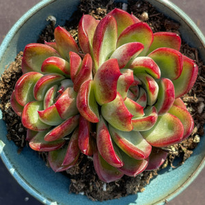 绿龙一物一拍 韩国新品全状态控养稀有品种贵货精品多肉植物