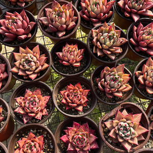 kusu库苏一物一拍 血罗杂交新品稀有品种爆款多肉植物