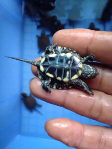 000人付款淘宝欧泽龟苗李ya6201900.