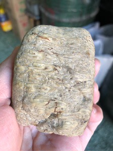 黑龙江天然白皮大叶草花玉桫椤玉原石雕刻料摆件277克