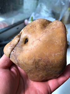 黑龙江天然黄蜡石原石雕刻料摆件455克