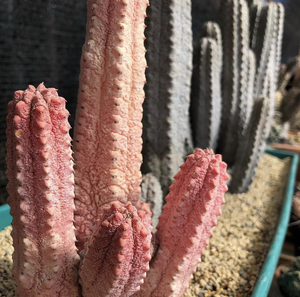 亚迪麒麟锦大戟水泥柱亚迪大戟白桦麒麟仙人球仙人掌多肉块根植物