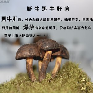 黑头白茎的蘑菇图片